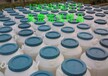  White latex bactericidal preservative manufacturer direct sales