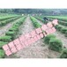 湖南郴州大型草皮基地---邵阳绿化草皮价格