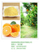 橙子粉甜橙粉橙子提取物橙味食品饮料原料斯诺特专业提取