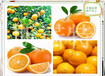 天然橙子粉100%纯粉橙子果粉喷雾干燥固体饮料