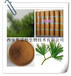 松针提取物10:1针叶提取物松树芽提取物松针素