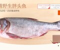 天津查干湖魚銷售