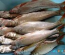 北京有卖东海大王鱼的吗
