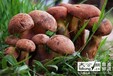 北京哪里有卖新鲜云南野生菌的