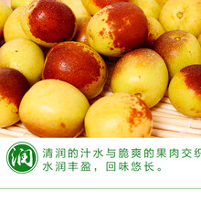 冬枣新鲜水果预售山东特产水果生鲜时令应季大枣枣子图片