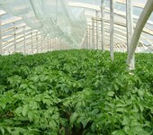 大棚蔬菜怎样种植？优选进口生长精蔬菜快速生长