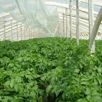 大棚蔬菜怎樣種植？?jī)?yōu)選進(jìn)口生長(zhǎng)精蔬菜快速生長(zhǎng)