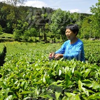 茶树黄叶卷叶，枯黄回生杀菌抗病叶面肥