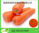 胡萝卜提取物Carrotextractβ-胡萝卜素图片