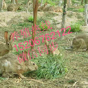 湖北鄂州野兔价格，野兔多少钱一只