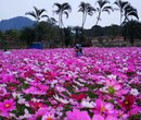 深圳赏花的春季大鹏油菜花农家乐基地适合团队出游亲子活动的好地方