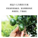 顺升号青柑王图片4