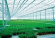 吉林供應溫室養殖大棚臺創品牌吉林溫室大棚陽光板吉林陽光板吉林中空板