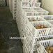 塑料小鸡周转筐抗挤压鸡苗运输箱优质拉鸡苗箱