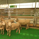 忻州绵羊塑料漏粪板不卡羊蹄保育羊床羊舍专用羊粪板价格