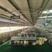 新疆昌吉熟料塑料羊粪板，羊粪漏粪格栅板，羔羊养殖地板