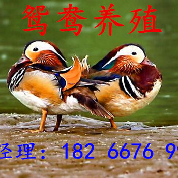 天津羊驼租赁特种动物租赁北京羊驼租赁公司