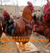 秦山源·B380肉鸡，陕西秦山源土鸡养殖协会指定种苗供应商