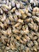 白银土蜂笼蜂蜂群蜂王出售_中蜂出售_蜜蜂购买