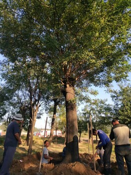 山東菏澤20公分國槐價(jià)格