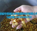 恒越未来HYWL-400L芹菜榨汁机菠菜压榨机果蔬压榨脱水机