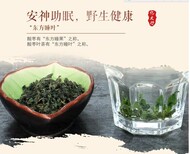 供应酸枣叶茶产地图片1