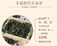 供应酸枣叶茶产地图片3