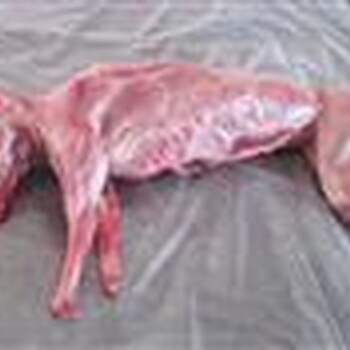 兔肉的营养价值常年批发兔肉兔头白条