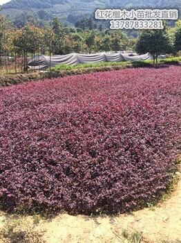 湖南红花檵木杯苗-跳马红花檵木小毛球宏景轩销量走高峰