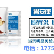鸡腺胃炎,拉鱼肠样粪便怎么治图片