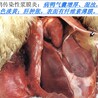 鴨子得了漿膜炎用什么藥怎么治