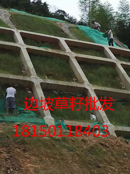云南玉溪市高速公路護(hù)坡草種及河道護(hù)坡草種的詳細(xì)介紹及應(yīng)用