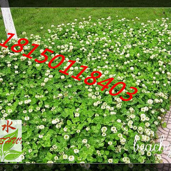 云南普洱市草種白喜草耐踐踏抗病性強(qiáng)