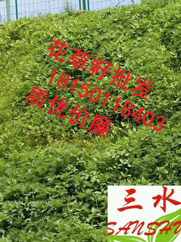 福建省漳州市龍海市草坪種子價格大概多少錢一斤
