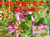 漳州市南靖县草种公司紫花苜蓿五节芒边坡草籽供应