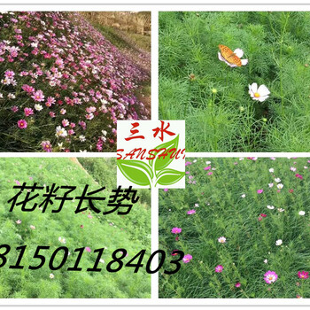 云南普洱思茅区提供边坡绿化景观花籽花种批发