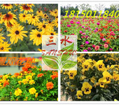 云南曲靖陆良县边坡绿化花卉种子花种花籽出售