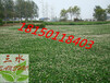漳州市南靖县平地绿化用的草籽百喜草狗牙根高羊茅种子供应厂家