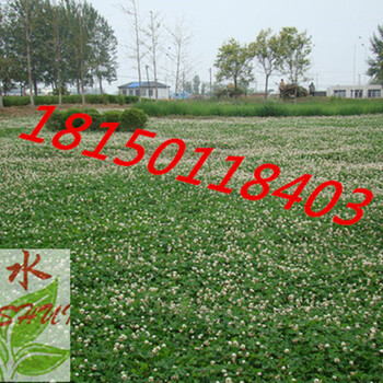 廣西南寧市邊坡綠化草種有哪些價格便宜護坡效果好