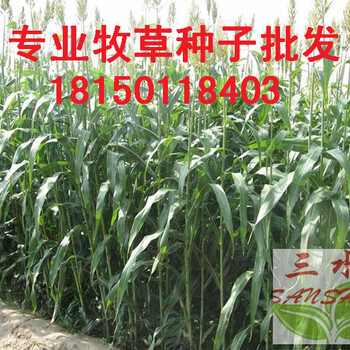 福建省漳州市東山縣邊坡要用到的草種，防風(fēng)固土