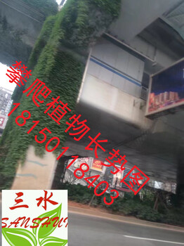 平和縣學(xué)校圍墻周圍應(yīng)該種些什么攀爬植物