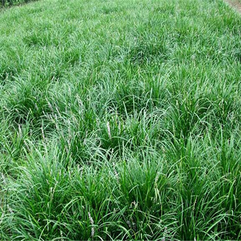 广西柳州边坡绿化常用护坡种子黑麦草狗牙根批发