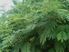 柳州边坡绿化植草通常用哪些灌木种籽护坡