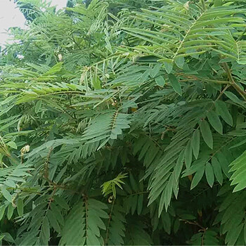 供應(yīng)邊坡復(fù)綠草灌種子昆明倉庫直郵