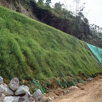 河道水库旁防水土流失复绿花籽草籽草种商家供应