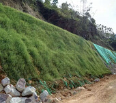风电场复绿施工专用哪些草种灌木种籽进行护坡