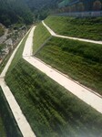 专业承接高速公路路基边坡复绿植草施工