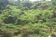 云南矿区荒废地区开垦复绿植草灌种子