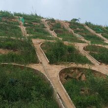 提供绍兴市路基高速边坡复绿选择合适的草种图片