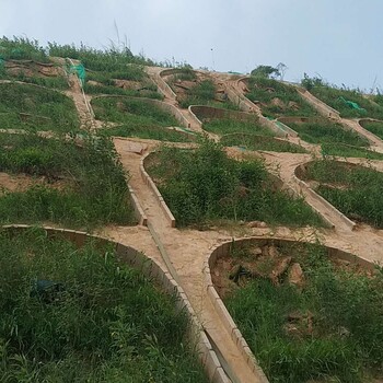 提供绍兴市路基高速边坡复绿选择合适的草种